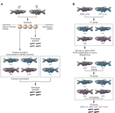 Figure 3Reverse genetic approaches to generating zebrafish disease models. (