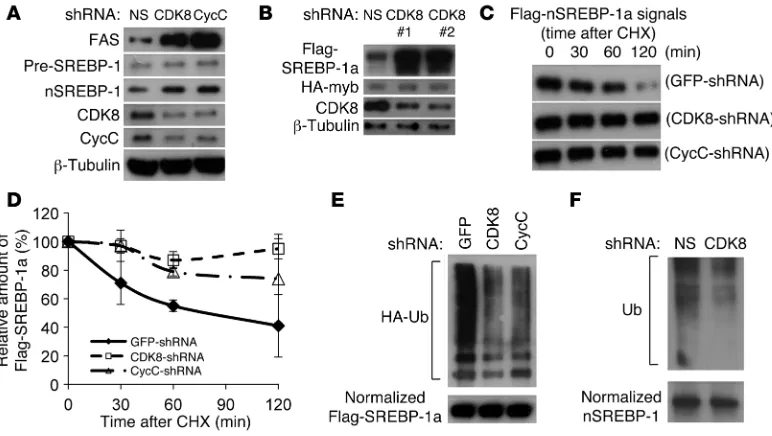Figure 4CDK8 and CycC regulate SREBP-1 protein stability. (Endogenous nuclear SREBP-1 proteins were immunoprecipitated from HEK293 cells after lentiviral CDK8 (or NS) shRNA treatment for 48 hours, A) Effects of CDK8 and CycC knockdown on protein levels of 