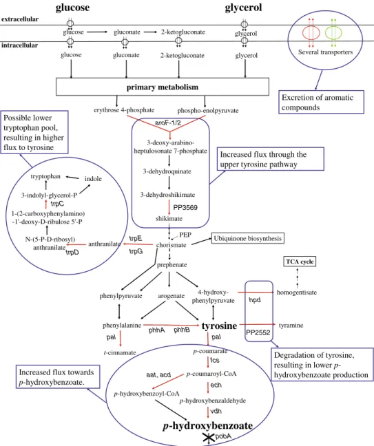 Fig. 3 Schematic overview of differentially expressed genes involved in relevant pathways of p-hydroxybenzoate  biosynthe-sis, as derived from  transcrip-tomics analysis of P