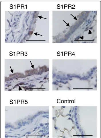 Fig. 1 S1PR1-3 is expressed on airway epithelial cells in vivo. Lung sections from BALB/c mice immunostained with antibodies against S1PR1-5 and without these antibodies (control IgG)
