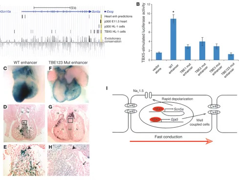 Figure 6TBX5 directly regulates an enhancer downstream of 