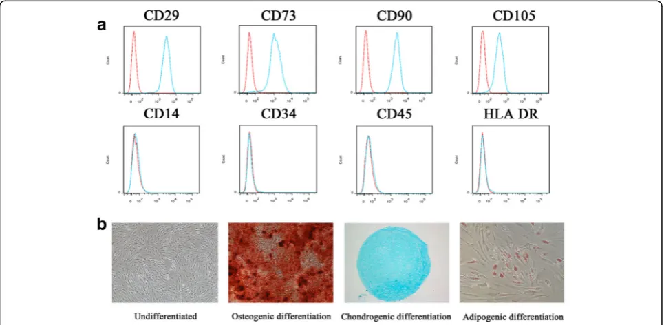 Fig. 1 Phenotype identification and trilineage differentiation potential of BM-MSCs. a BM-MSCs were positive for CD29, CD73, CD90, and CD105 andnegative for CD14, CD34, CD45, and HLA-DR