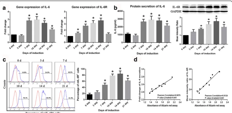 Fig. 2 IL-6 and IL-6R expression in BM-MSCs during osteogenic differentiation.that mIL-6R expression increases during osteogenic differentiation in BM-MSCs.staining results in BM-MSCs