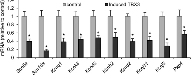 Figure 2TBX3 is involved in the coordinated regulation of conduction genes. Quantitative RT-PCR analysis showed downregulation of 10 representa-