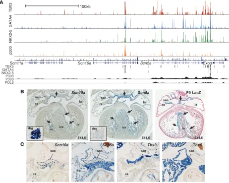 Figure 3Scn5a and 