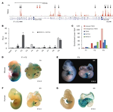 Figure 4In vitro and in vivo analyses of binding regions within the Scn5a/Scn10a locus