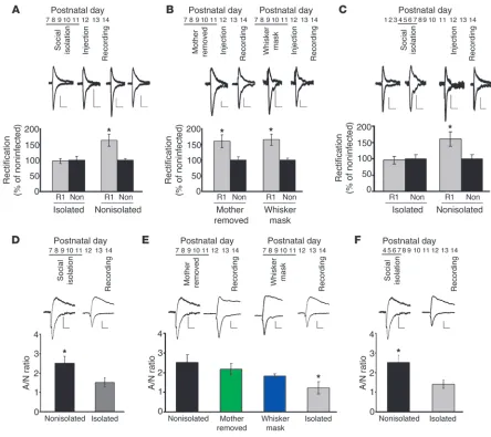 Figure 1Social isolation disrupts experience-dependent synaptic delivery of AMPA receptors in the developing rat barrel cortex