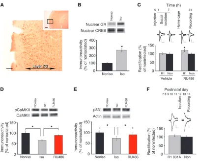 Figure 4Mechanisms underlying isolation-induced disruption of synaptic AMPA receptor delivery