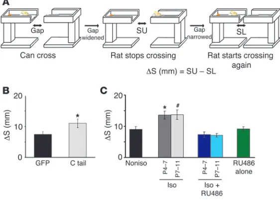 Figure 6Social isolation disrupts behavior dependent on whisker-barrel function. (
