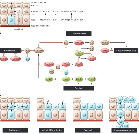 Figure 1Hallmarks of head and neck squamous tumorigenesis. (identified in whole-exome sequencing studies