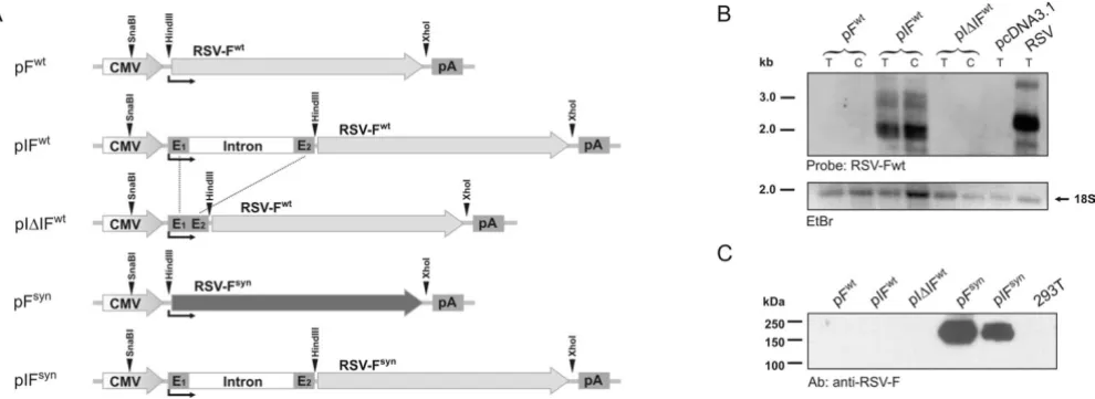 Figure 2Characterisation of RSV-F expression plasmidsdiate early gene. In pIcells were transfected with the indicated plasmids containing the RSV-F ORF