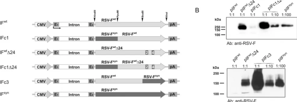 Figure 5expression levelsInfluence of RSV infection on RNA Pol II dependent RSV-F Influence of RSV infection on RNA Pol II dependent RSV-F expression levels