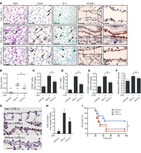 Figure 6miR-181b reduces EC activation and leukocyte accumulation in LPS-induced lung inflammation/injury