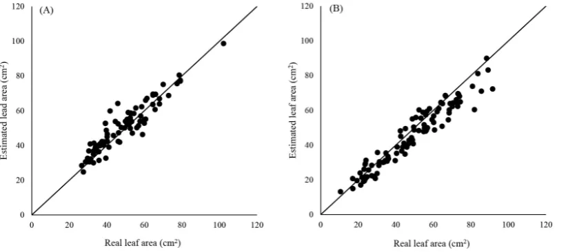 Figure 1. Dispersion between the real leaf area and the estimated leaf area by the method of linear dimensions (Barros), for leaves of improved genotypes of Coffea arabica L