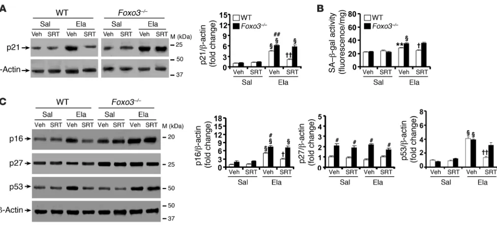 Figure 8SRT1720 protection against lung senescence is diminished in Elastase-induced increase in SA–Foxo3–/– mice exposed to elastase