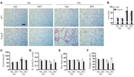 Figure 4Foxo3 deficiency diminishes the protection of SRT1720 against elastase-induced emphysema