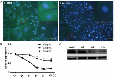 Figure 1. The expression of Collagen I obviously decreased after the treatment of Lichen extracts in H9c2 cells