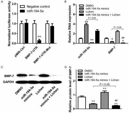 Figure 4. 5p and BMP7 caused by Lichen extracts in HCM overexpressing miR-194-5p. A. There is a specific targeting reacLuciferase activity assay results of miR-194-5p and BMP7, as well as the expression changes of miR-194--tion between miR-194-5p and BMP7