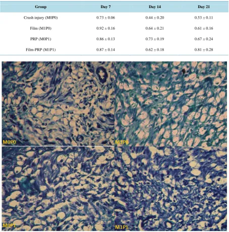 Table 7. Axonal density in 1000 µm2 on Days 7, 14 and 21 in the distal part to crush injury site