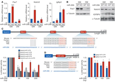 Figure 6miR-206 regulates expression of target genes involved in SC proliferation and differentiation
