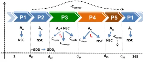 Figure 1. Outline of the different phenological phases (P1 to P5)carbon assimilation; NSC: storage (non-structural carbohydrates);GDD: growing degree days; GDDand carbon allocation in the model within a given year