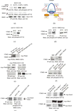 Figure 1. Scc3 is phosphorylated on S/T-Q residues following DNA damage. (a) Asynchronous cell cultures of an SCC1-HA2 strain were treated (or not, first lanes) with 0.01% - 0.05% MMS for 2 h at 29˚C