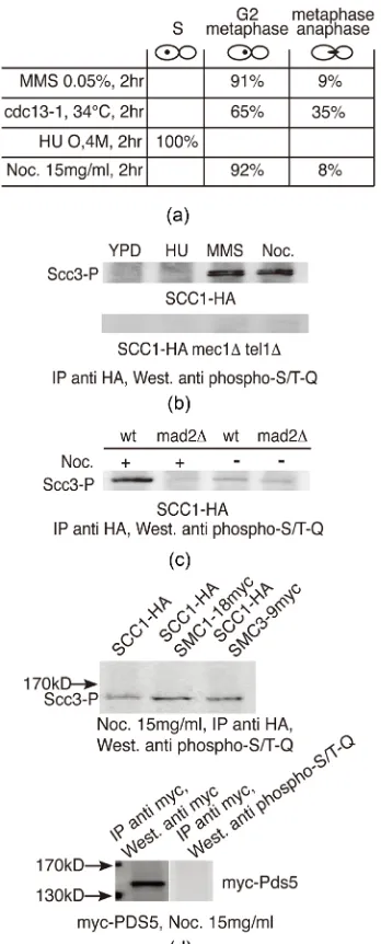 Figure 3. S/T-Q phosphorylation of Scc3 depends on G2/M arrest and can take place independently of DNA damage