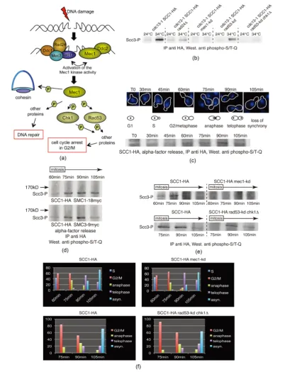 Figure 4. S/T-Q phosphorylation of Scc3 takes place during mitosis of an unperturbed cell cycle