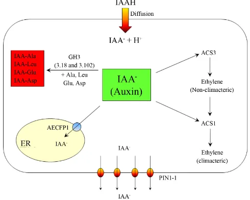 Figure 4. The proposed model of auxin and ethylene interaction in the cell of maturing apple fruit