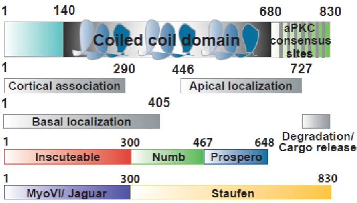 Figure 4. Domain organization and functional assignment of the Miranda protein. Miranda is an 830 amino acid protein