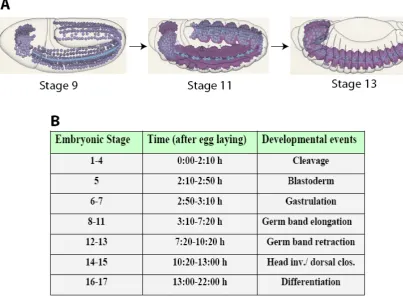 Figure 6. Schematic representation of the CNS development at different embryonic stages