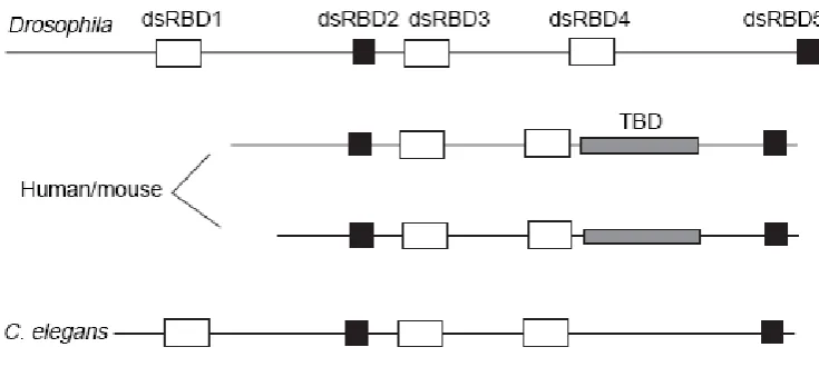 Figure 8. Domain structures of Staufen homologues.  The Drosophila gene contains two short (black) and 3 long (white) domains which can bind to dsRNA