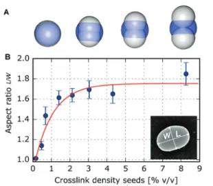 Fig. 3 Deformation of dumbbells. (A) Illustration of the eﬀect of capillary forces on the shape of dumbbells constructed from deformable spheres.