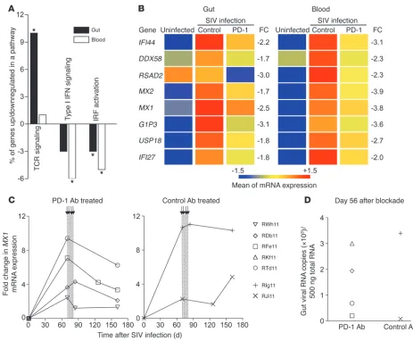 Figure 1PD-1 blockade downregulates type I IFN responses in SIV-infected RMs. (A) IPA of differentially regulated genes (P < 0.05 and >1.5-fold change) 