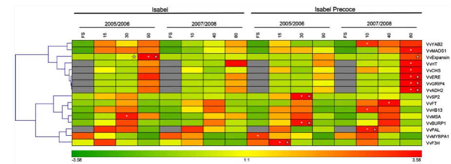 Figure 3. Hierarchical clustering analysis of gene expression in “Isabel” and “Isabel Precoce” during fruit development for selected candidate genes (see Table 2 for details)