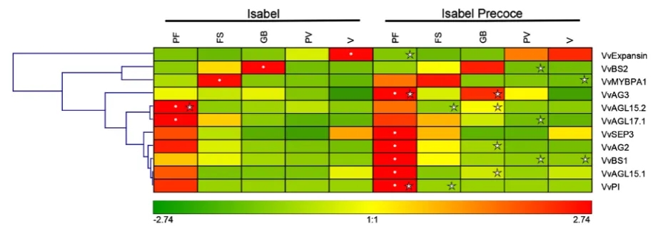 Figure 4. Hierarchical clustering analysis of gene expression in “Isabel” and “Isabel Precoce” during fruit development for selected candidate genes (see Table 2 for details)