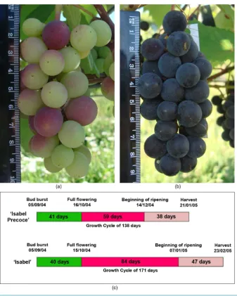 Figure 1. “Isabel” (a) at beginning of ripening (véraison—stage 81) and “Isabel Precoce”; (b) ready to be harvested at the same date