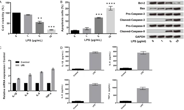 Figure 1. LPS induced cell injury and promoted expression of inflammatory cytokines in human articular chondrocyte C28/I2 cells