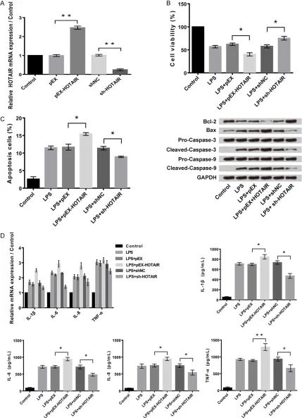 Figure 3. Overexpression of HOTAIR further aggravates LPS-induced cell injury and expression of inflammatory cyto-kines