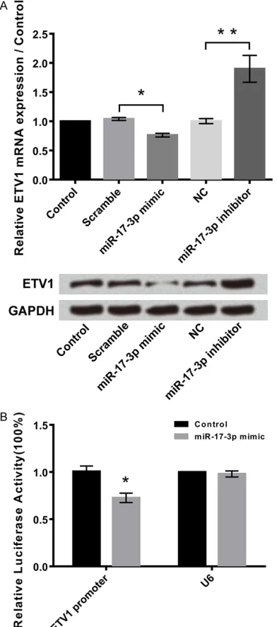 Figure 5. Suppression of HOTAIR reduces cell injury by overexpression of miR-17-3p. A: Overexpression and sup-sion of miR-17-3p, and while suppression of miR-17-3p alleviates the injury