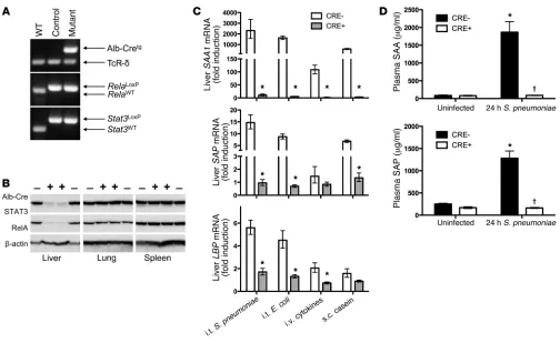 Figure 1Deletion of STAT3 and RelA in hepatocytes eliminates acute phase protein induction