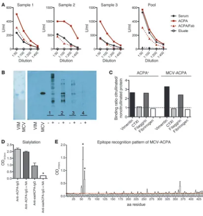 Figure 2Isolation of ACPAs from human serum. (A) ACPA reactivity of the original serum from RA patients, purified ACPAs, the corresponding Fab frag-