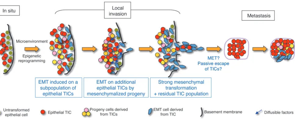 Figure 14A model of metastasis potentiated by cooperation between tumor cell populations expressing either epithelial/TIC or mesenchymal programs