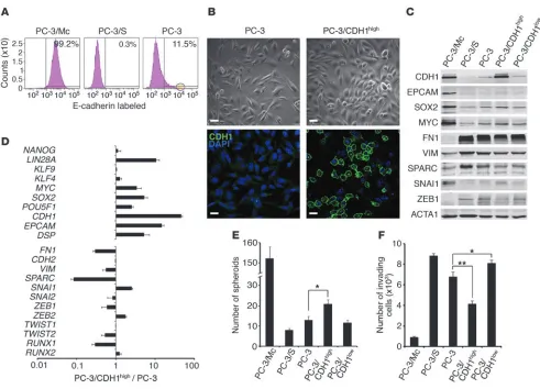 Figure 3E-cadherin–positive PC-3 cells show an enhanced anchorage-independent growth and a stronger expression of a self-renewal gene program 