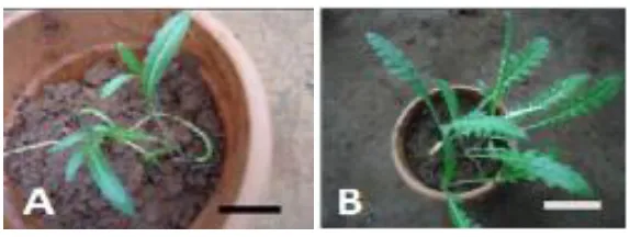 Figure 5. Acclimatization of in vitro rooted shoots of E. kebericho in glasshouse. (A) After 1 month; (B) After 3 months
