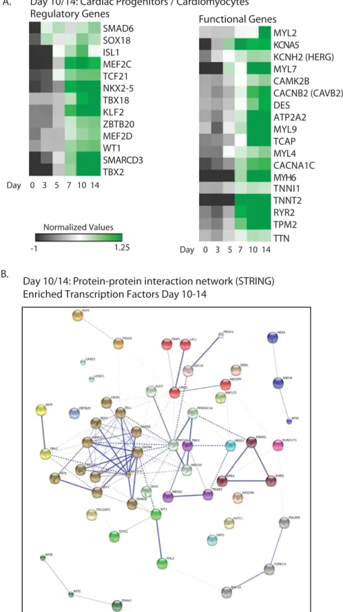 Figure 6.  Enriched transcripts at day 10 and day 14 of differentiation in MESP1-mCherry derivatives