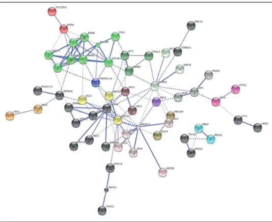 Figure 7.  Merged protein-protein interaction network of the enriched transcription factors from all  timepoints (d5, d7, d10, d14), obtained from STRING