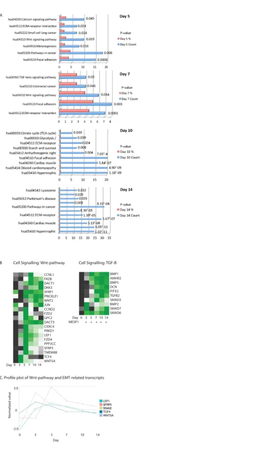 Figure 8.  Enriched signalling pathways were identified through KEGG pathway analysis