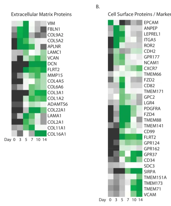 Figure 9. (A) Heatmap visualizes the temporal enrichment of extracellular matrix proteins throughout cardiac  differentiation