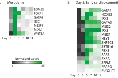 Figure 3. (A) Heatmap visualization of the relative expression levels of mesoderm genes throughout cardiac  differentiation, showing a stage-specific enrichment in MESP1-mCherry isolated progenitors at day 3 of  differentiation
